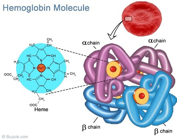 ba-bau-an-khoai-mi-duoc-khong-hemoglobin