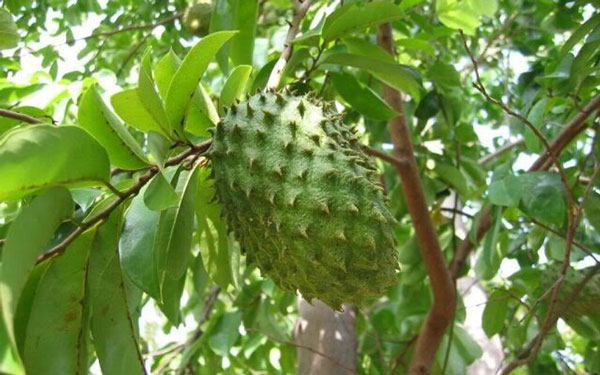 ba-bau-co-nen-an-mang-cau-xiem