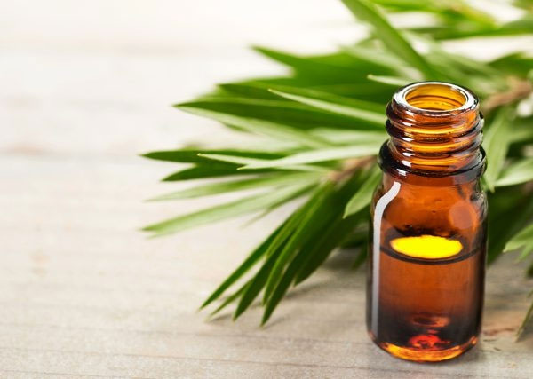 Cách chữa mụn nước bằng tinh dầu tràm