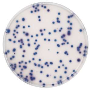 Coliform Agar acc. to ISO 9308-1 Chromocult®