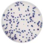 Coliform Agar acc. to ISO 9308-1 Chromocult®