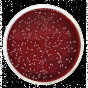 Columbia agar (base) for the cultivation of fastidious microorganisms (According harm. EP/USP/JP and ISO)