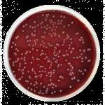 Columbia agar (base) for the cultivation of fastidious microorganisms (According harm. EP/USP/JP and ISO)