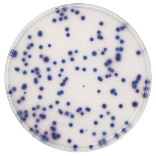 coliform-agar-acc-to-iso-9308-1-chromocult