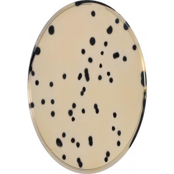 tsc-tryptose-sulfite-cycloserine-agar-base