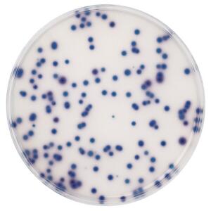 coliform-agar-acc-to-iso-9308-1-chromocult
