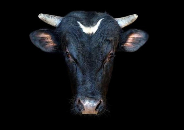 bull-2