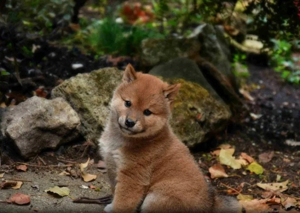 inu-coin
