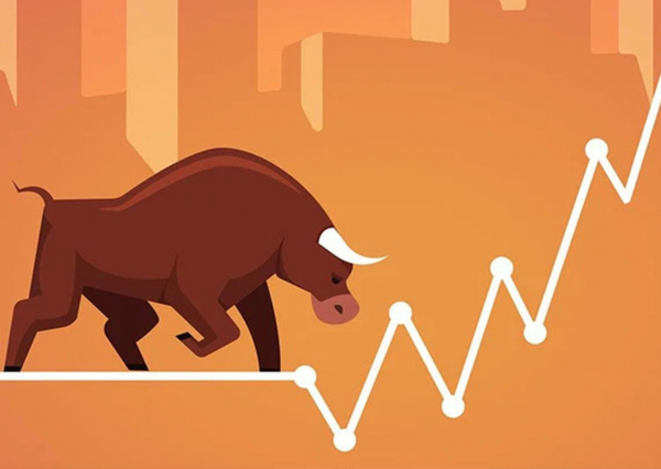 bull