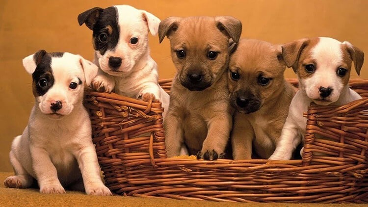 Cách nhận biết chó khôn giữ nhà