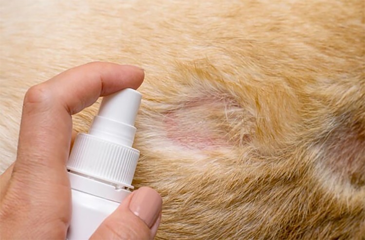 Cách điều trị các bệnh thường gặp ở mèo 4 bệnh thường gặp ở mèo