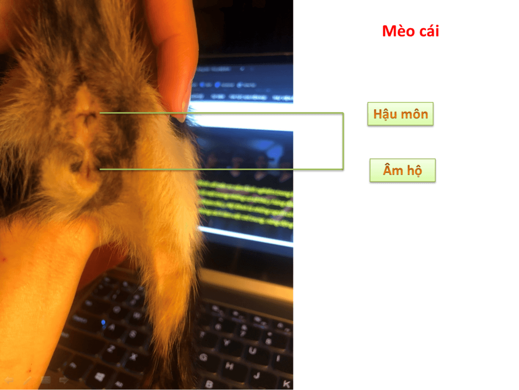 Ảnh mèo cái