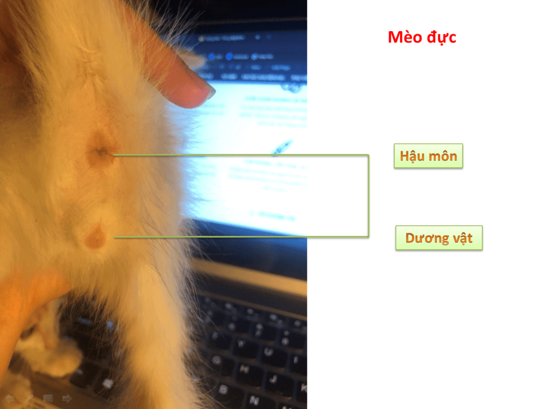 Ảnh mèo đực