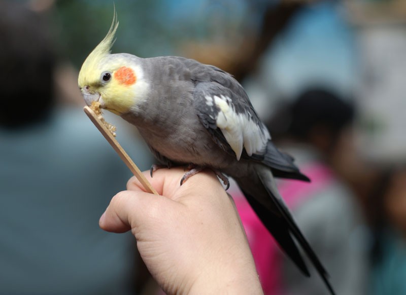 Vẹt Cockatiel giá bao nhiêu?