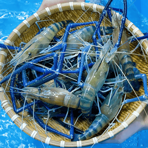 Xác định tôm đực và tôm cái trong giống tôm hùm