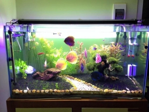 chieu-sang-be-ca-bang-den-led