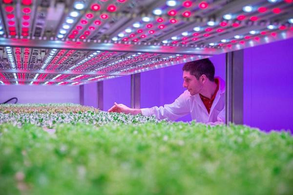 Đèn LED UV được sử dụng nhiều trong lĩnh vực nông nghiệp. 