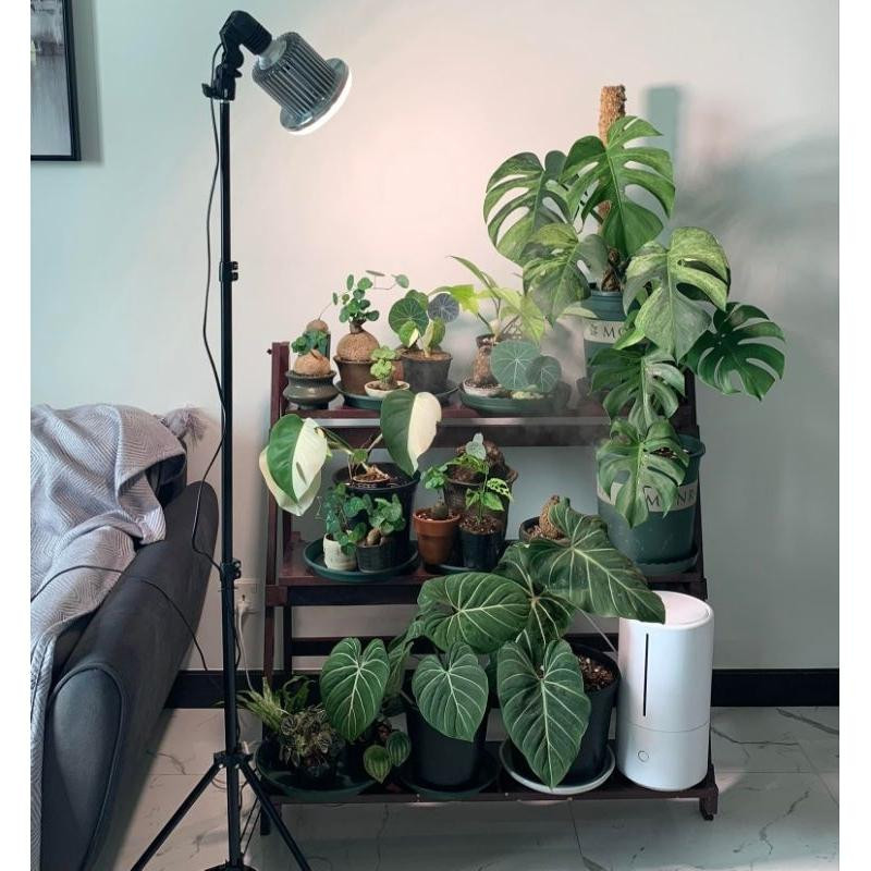 Các ứng dụng của bóng đèn quang hợp cho cây Rạng Đông