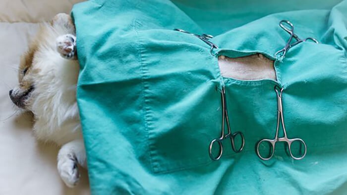 Chó đã được gây mê trước khi phẫu thuật triệt sản chó cái