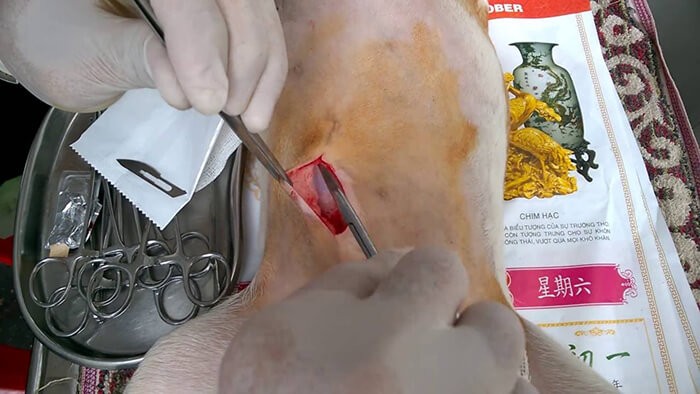 Phẫu thuật triệt sản chó cái