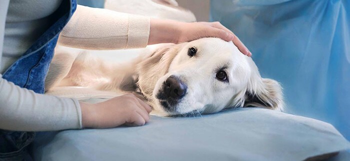 Chăm sóc sau triệt sản chó cái