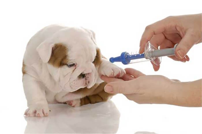 Tiêm thuốc triệt sản chó cái (hình ảnh minh họa)