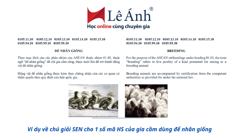 hình ảnh mình họa chú giải sen