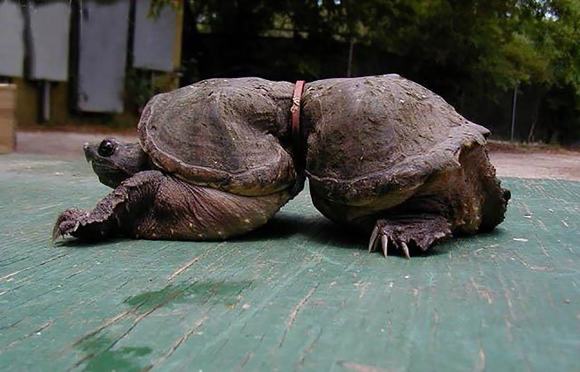 Chú rùa tội nghiệp bị 'biến hình' do mắc kẹt vào một chiếc vòng nhỏ. Một hình ảnh đau lòng do ô nhiễm môi trường, đặc biệt do rác thải.