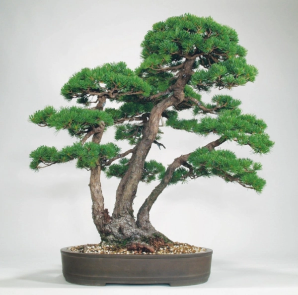 bonsai-10