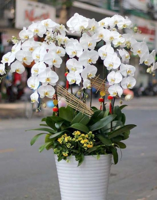 chau-lan-ho-diep-trang-dang-cap460