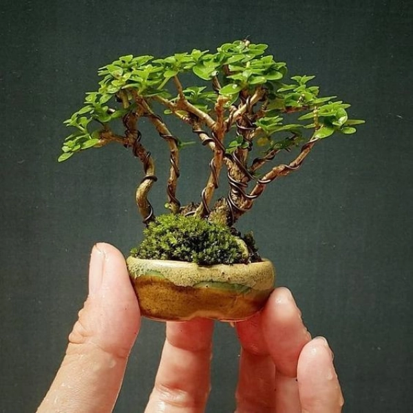 bonsai02