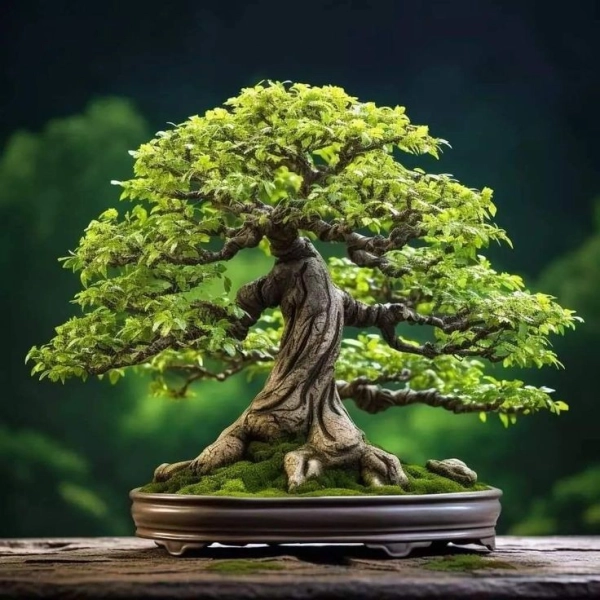 bonsai03