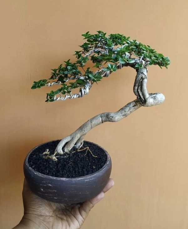 bonsai04