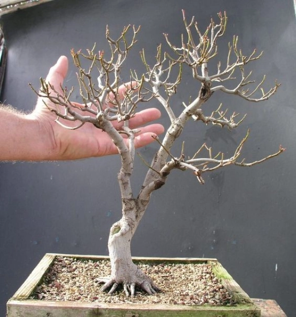 bonsai05