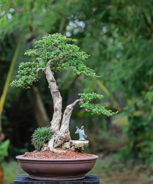 bonsai07