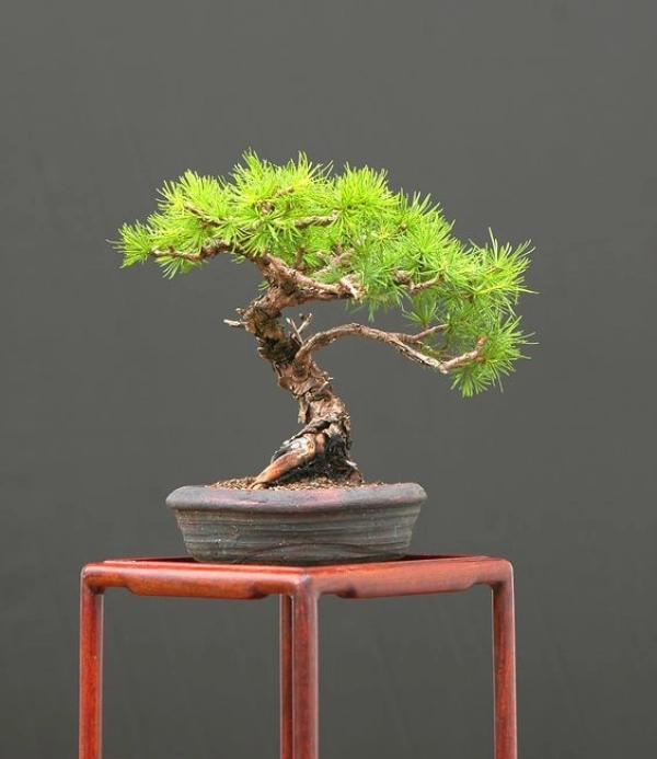bonsai19