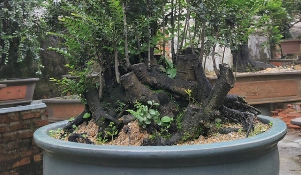 cay-tung-la-han-10