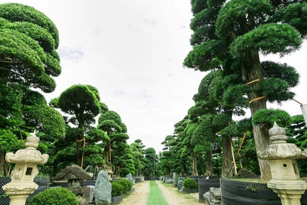 cay-tung-la-han-11