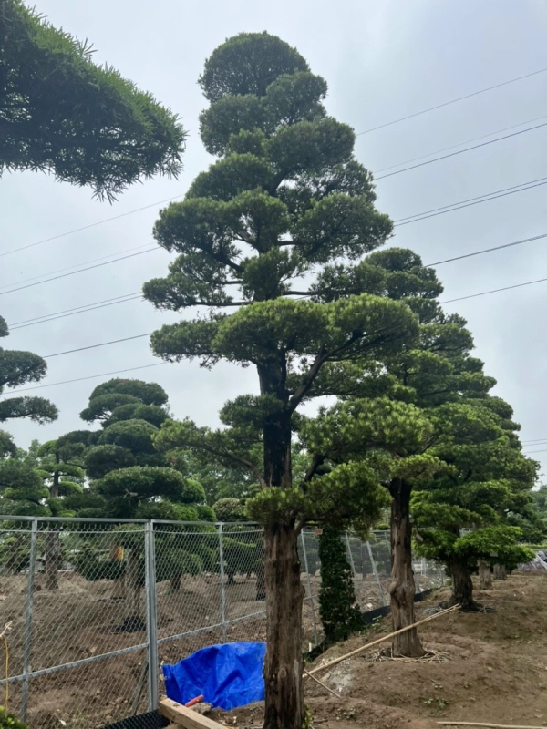 cay-tung-la-han-3