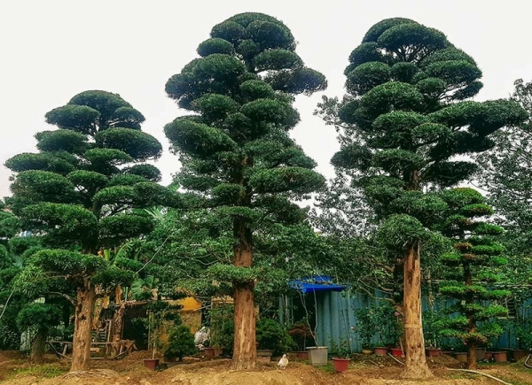 cay-tung-la-han-4