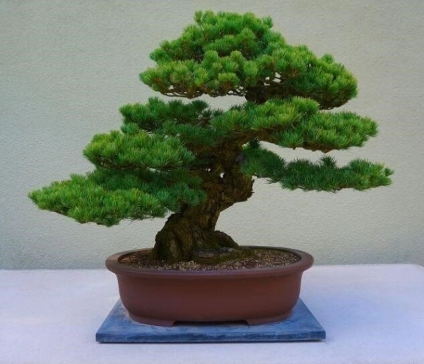 cay-tung-la-han-5