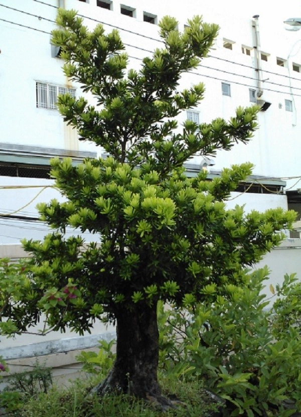 cay-tung-la-han-6