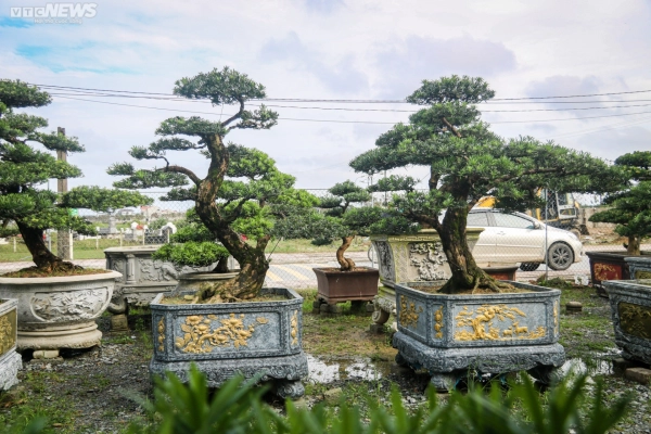 dang-tung-la-han-dep-19