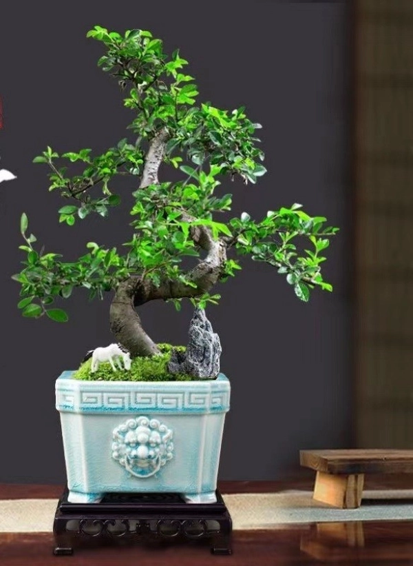 chau-bonsai-dep-10