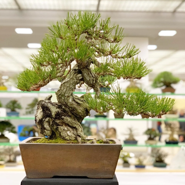 chau-bonsai-dep-11
