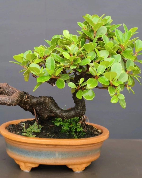 chau-bonsai-dep-12
