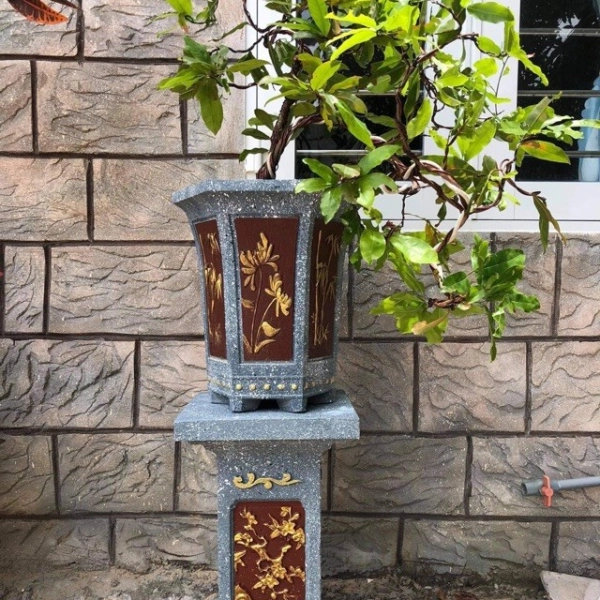 chau-bonsai-dep-16