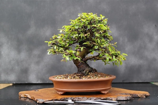 chau-bonsai-dep-4