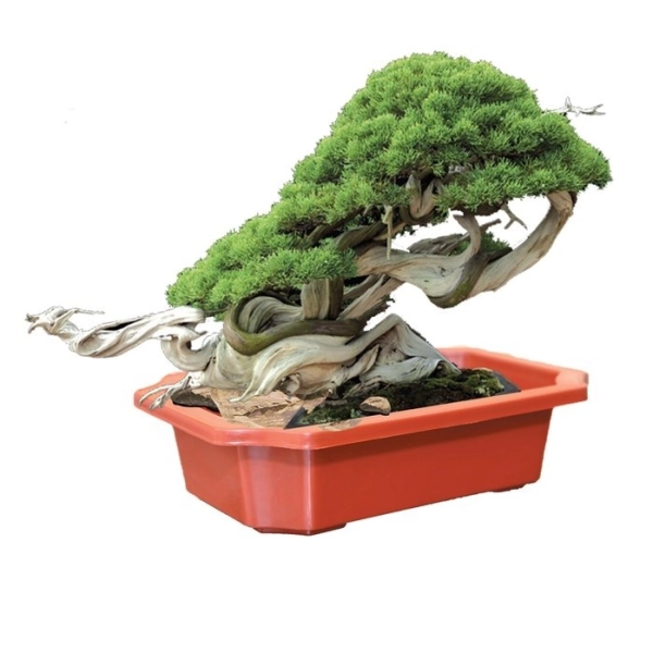 chau-bonsai-dep-7