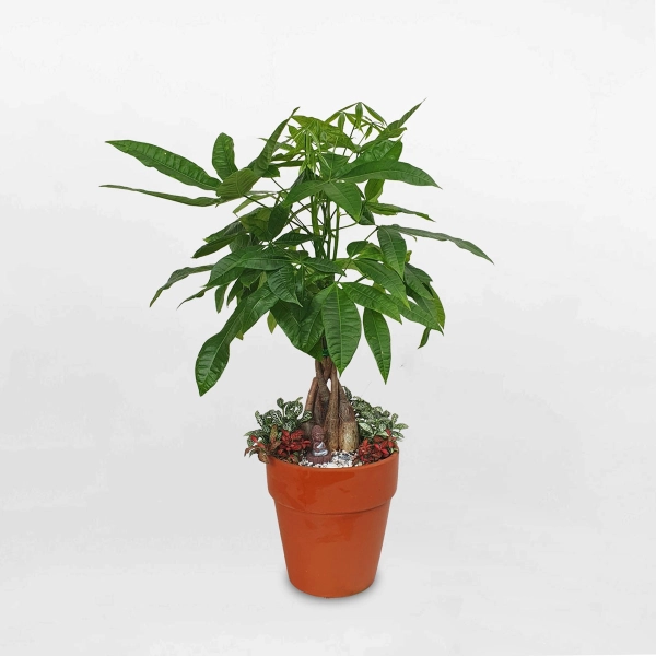 chau-bonsai-dep-8